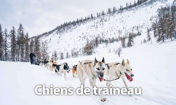 Chiens de traîneaux Puy Saint Vincent