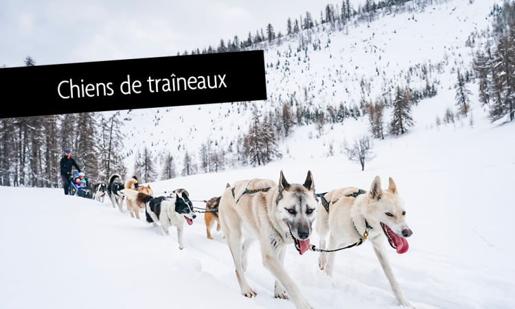 Chiens de traîneaux Puy Saint Vincent