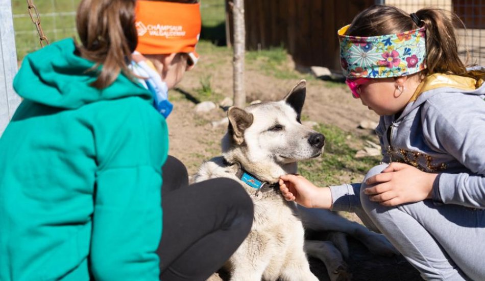 Chiens de traineau "Mushing Addict"_Puy-Saint-Vincent
