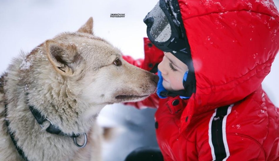 Chiens de traineau "Mushing Addict"_Puy-Saint-Vincent