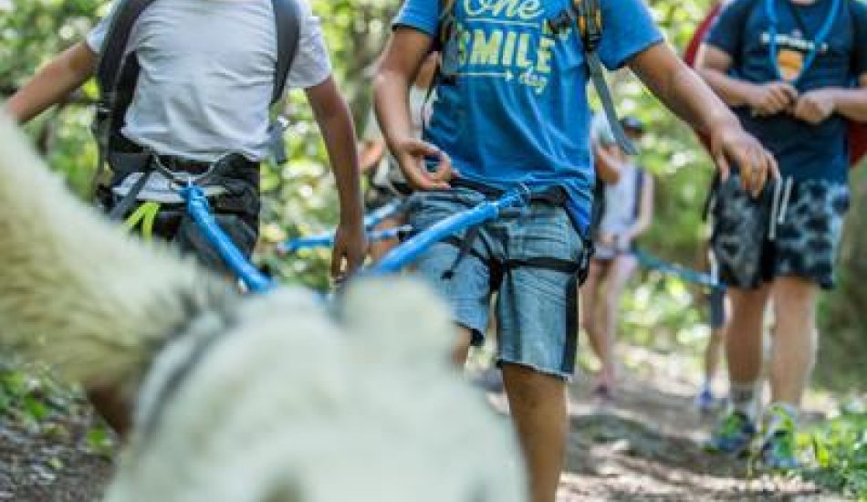 Chiens de traineau "Mushing Addict"_Puy-Saint-Vincent