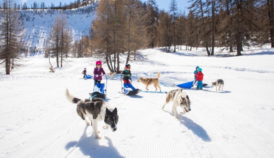 Chiens de traineau "Mushing Addict"_Puy-Saint-Vincent