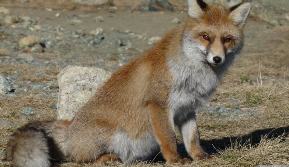 Faune et flore - Portrait d'un renard