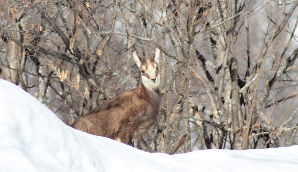 Faune et Flore - Au détour d'une sortie