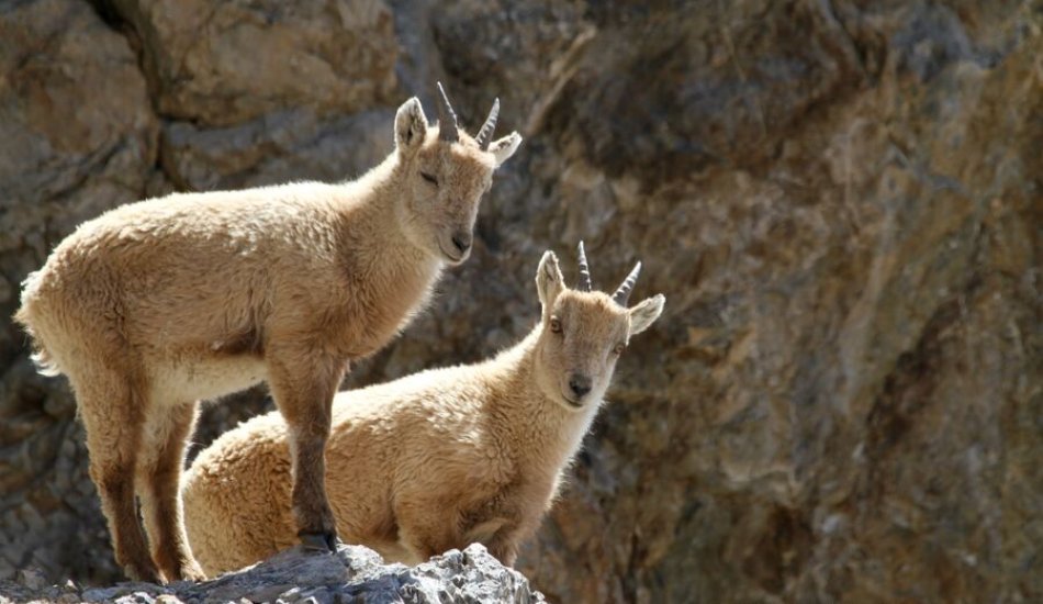 Jeune bouquetin - Au détour d'une sortie