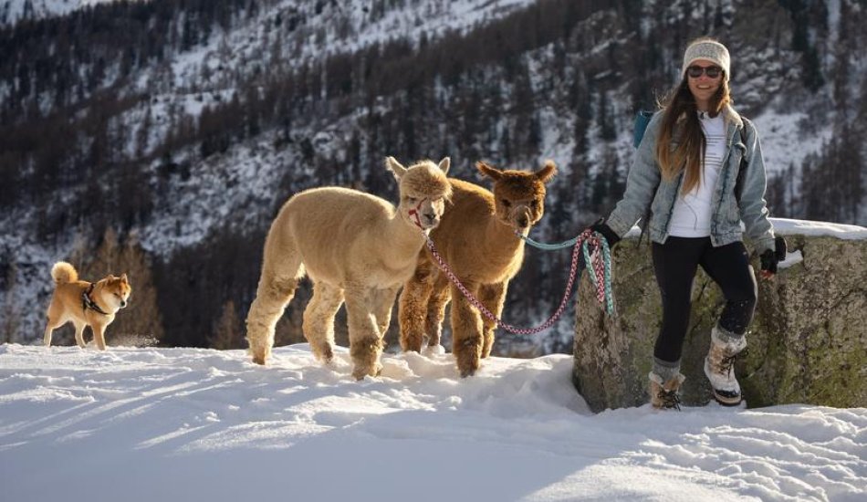 ALP'AGAGA, les excursions gagas de nature, d'animaux et de découvertes_Vallouise-Pelvoux