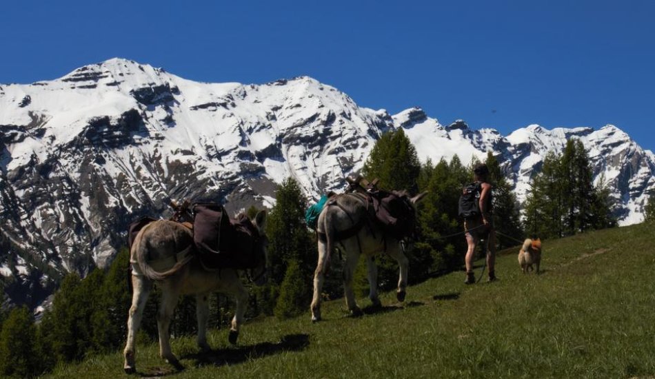 ALP'AGAGA, les excursions gagas de nature, d'animaux et de découvertes_Vallouise-Pelvoux