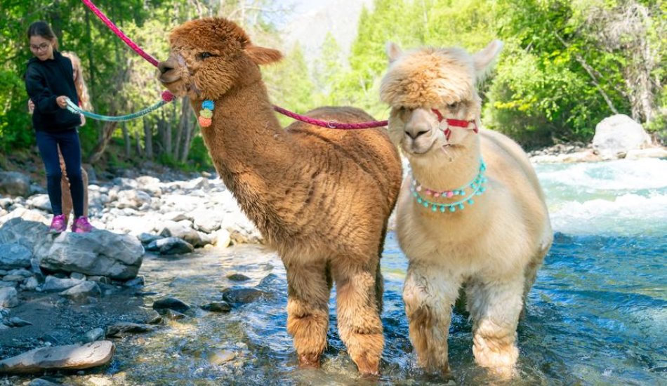 ALP'AGAGA, les excursions gagas de nature, d'animaux et de découvertes_Vallouise-Pelvoux