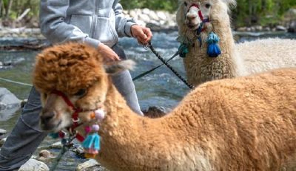 ALP'AGAGA, les excursions gagas de nature, d'animaux et de découvertes_Vallouise-Pelvoux