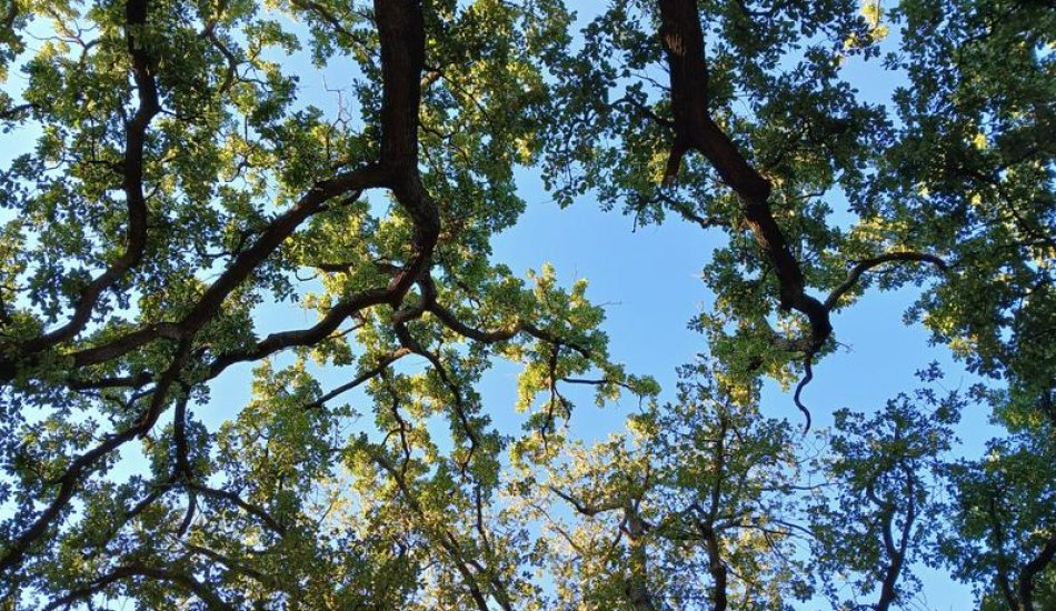 La forêt arc&amp;ciel_Les Vigneaux - chêne, arbre guide de la force vitale