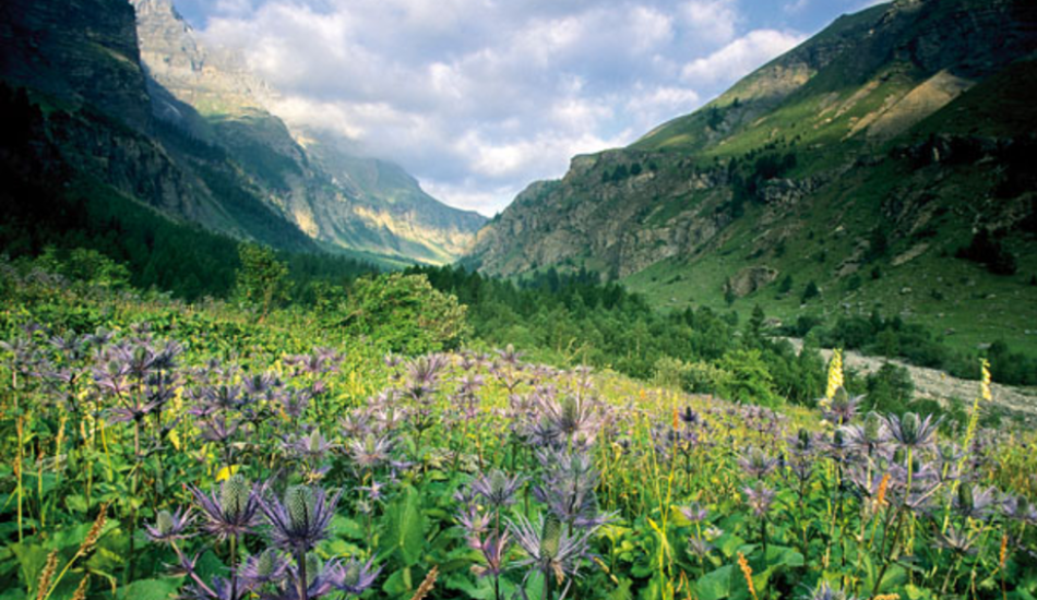 Autre Photo - chardons bleus du parc des Ecrins