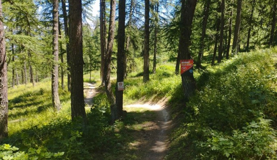 canada draille - au cœur des mélèzes