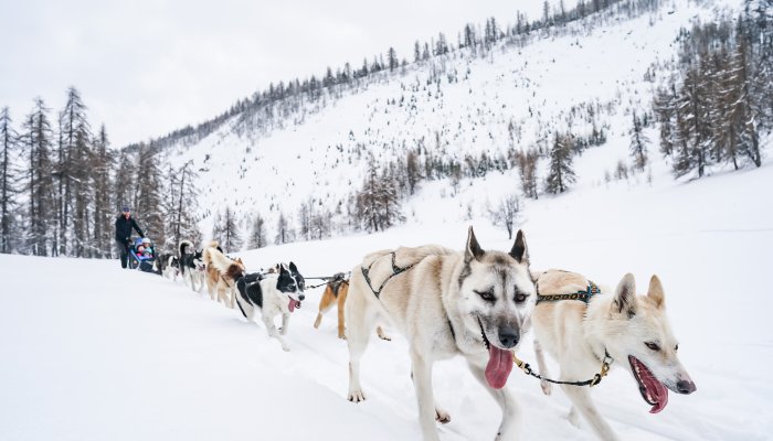 Chiens de traineaux à Puy Saint Vincent