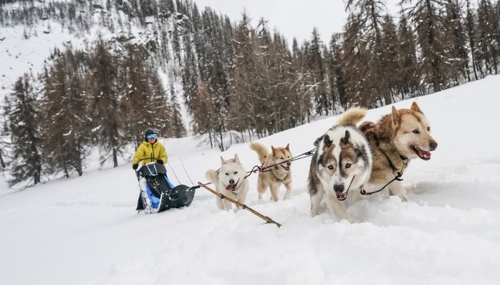 Chien de traineau à Puy Saint Vincent