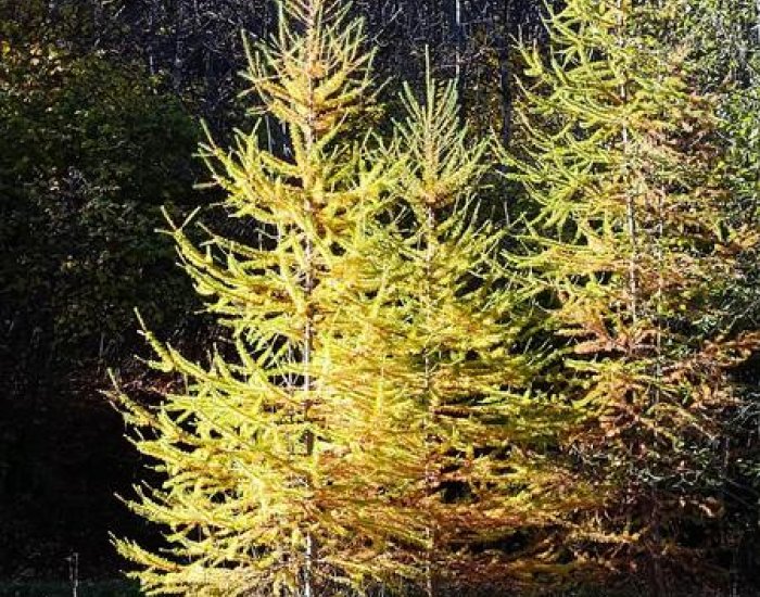 Couchot Philippe - Appartement Résidence Les Près_Puy-Saint-Vincent
